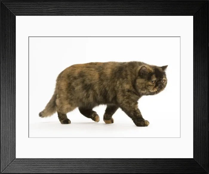 Framed Print : Cat - Exotic Short hair Tortoiseshell Framed Print : Cat - Exotic Short hair Tortoiseshell