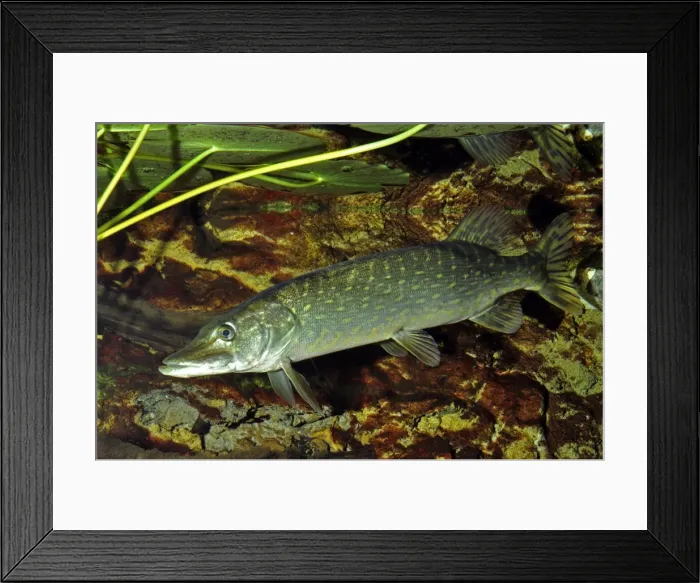 Framed Print : Pike, freshwaters, northwest Europe Framed Print : Pike, freshwaters, northwest Europe
