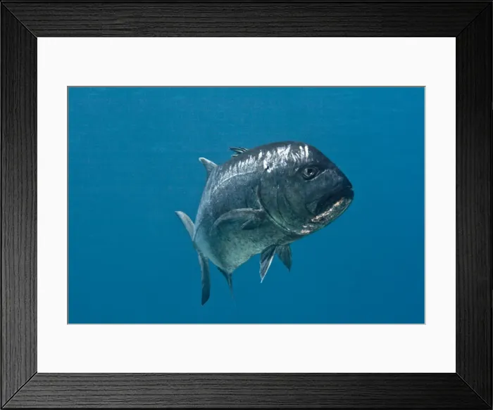 Framed Print : Giant Kingfish / Giant Travelly / Lowly Travelly / Barrier Travelly - Red Sea Framed Print : Giant Kingfish / Giant Travelly / Lowly Travelly / Barrier Travelly - Red Sea