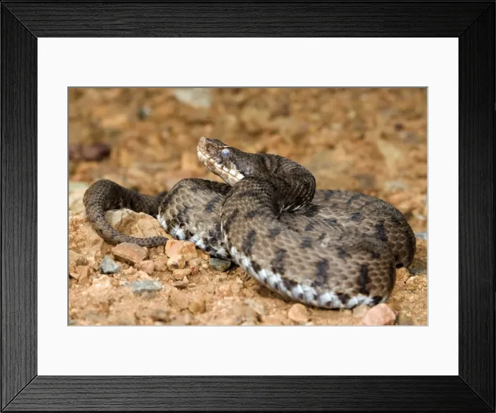 Framed Print : Asp Viper - Central Italy