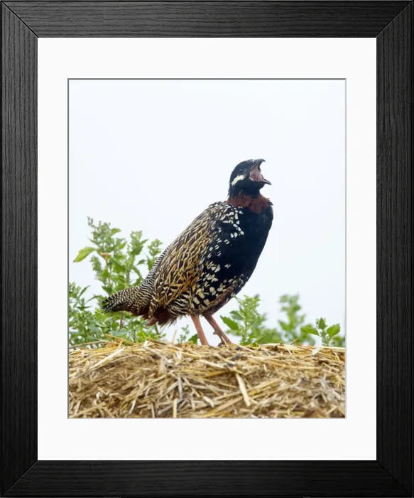 Framed Print : Black Francolin - male calling on territory - April - Cyprus Framed Print : Black Francolin - male calling on territory - April - Cyprus
