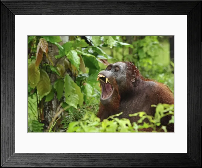 Framed Print : Borneo Orangutan - yawning - Camp Leakey - Tanjung Puting National Park - Kalimantan - Borneo - Indonesia Framed Print : Borneo Orangutan - yawning - Camp Leakey - Tanjung Puting National Park - Kalimantan - Borneo - Indonesia