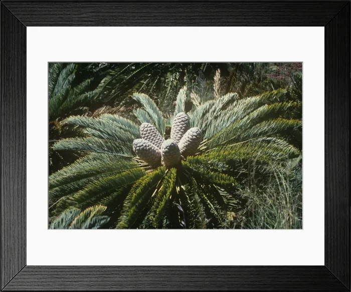 Framed Print : White-haired Cycad Framed Print : White-haired Cycad