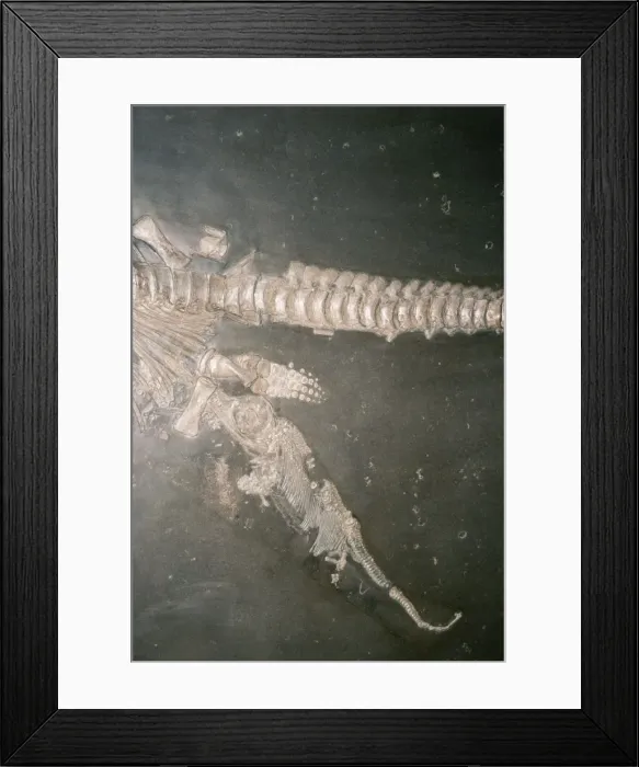 Framed Print : Fossil Ichthyosaur giving birth Framed Print : Fossil Ichthyosaur giving birth