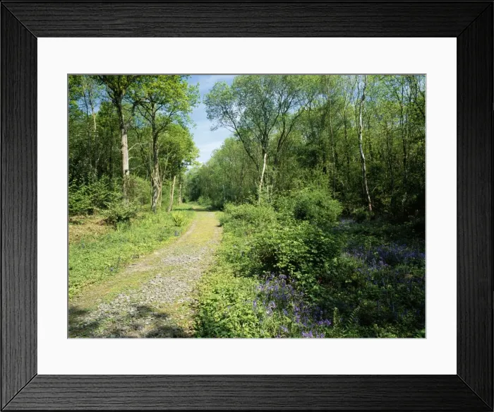 Framed Print : Woodland - Snitterfield bushes reserve in spring. Warwickshire, UK Framed Print : Woodland - Snitterfield bushes reserve in spring. Warwickshire, UK