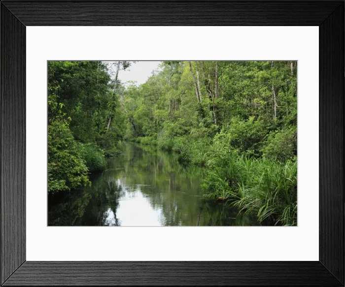 Framed Print : Sekonyer river with forest - Tanjung Puting National Park - Kalimantan - Borneo - Indonesia Framed Print : Sekonyer river with forest - Tanjung Puting National Park - Kalimantan - Borneo - Indonesia