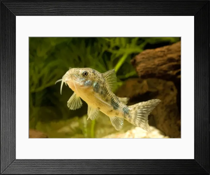Framed Print : Pepper Cory Framed Print : Pepper Cory