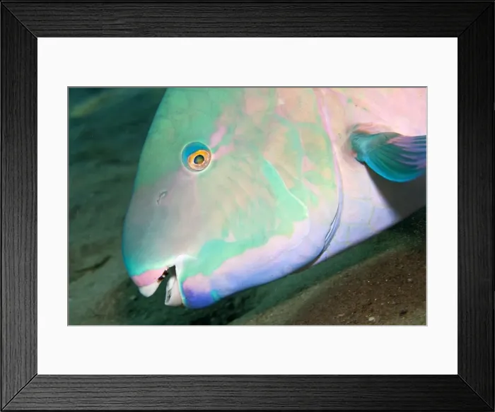 Framed Print : Bluebarred / Blue-barred Parrotfish - Red Sea Framed Print : Bluebarred / Blue-barred Parrotfish - Red Sea