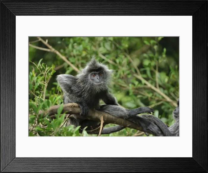Framed Print : Silvery Lutung / Silvered Leaf Monkey / Silvery Langur - Kuala Selangor Nature Park - West Malaysia Framed Print : Silvery Lutung / Silvered Leaf Monkey / Silvery Langur - Kuala Selangor Nature Park - West Malaysia