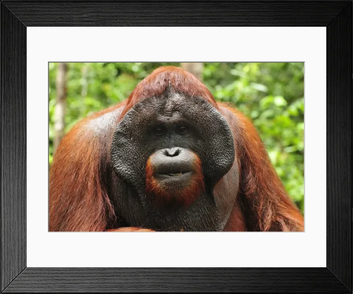 Framed Print : Borneo Orangutan - male - Camp Leakey - Tanjung Puting National Park - Kalimantan - Borneo - Indonesia Framed Print : Borneo Orangutan - male - Camp Leakey - Tanjung Puting National Park - Kalimantan - Borneo - Indonesia