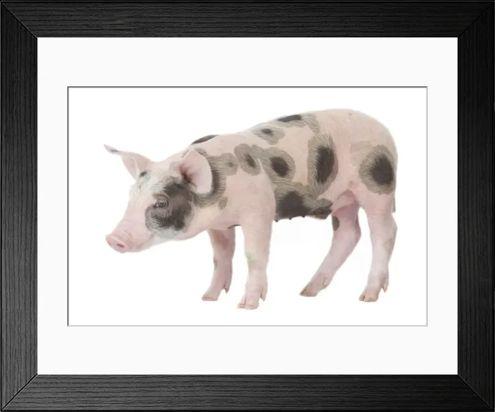 Framed Print : Pig - Piglet Framed Print : Pig - Piglet