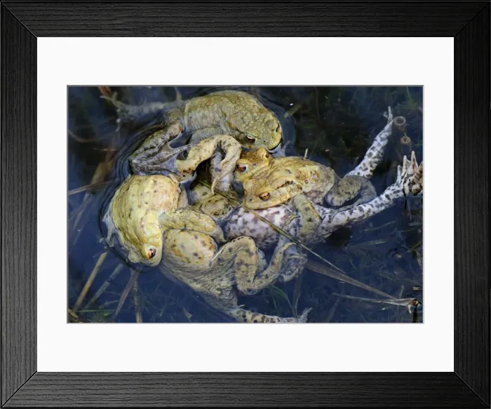 Framed Print : ball of Common Toad - amplexus - Switzerland Framed Print : ball of Common Toad - amplexus - Switzerland