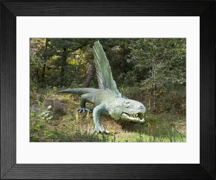 Framed Print : Restoration of lifesize Dimetrodon an extinct predatory synapsid pelycosaur reptile from the Permian period. It was up to 3 metres long with a large dorsal sail and heterodont dentition the name meaning two measures of teeth Framed Print : Restoration of lifesize Dimetrodon an extinct predatory synapsid pelycosaur reptile from the Permian period. It was up to 3 metres long with a large dorsal sail and heterodont dentition the name meaning two measures of teeth