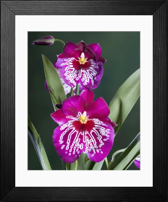 Framed Print : Orchid - Miltoniopsis Rubis falls - South America