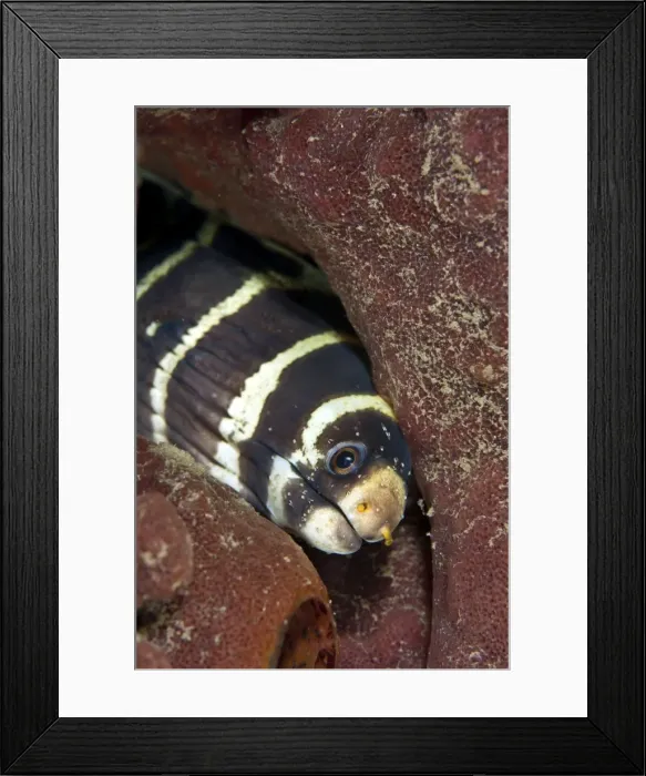 Framed Print : Barred Moray - with many Copepods on its face - Indonesia Framed Print : Barred Moray - with many Copepods on its face - Indonesia