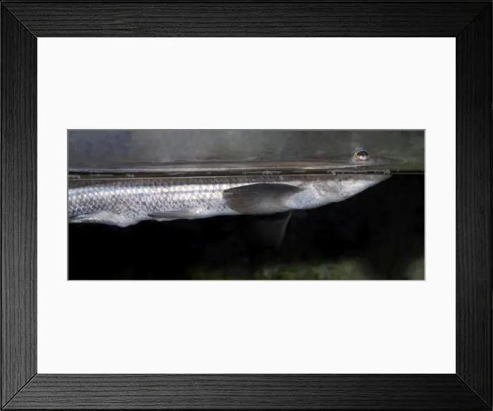 Framed Print : Four-eyed Fish - brackish waters - tropical America - can focus an image above and below the surface simultaneously Framed Print : Four-eyed Fish - brackish waters - tropical America - can focus an image above and below the surface simultaneously