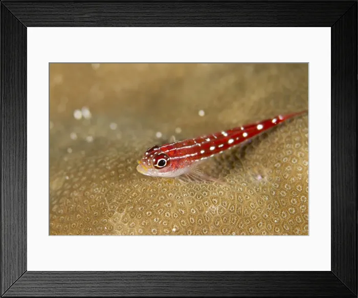 Framed Print : Striped Triplefin - Maldives Framed Print : Striped Triplefin - Maldives