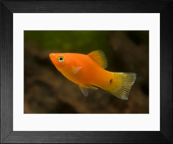 Framed Print : Southern Platyfish / Common Platy / Moonfish / Mickey Mouse Platy Framed Print : Southern Platyfish / Common Platy / Moonfish / Mickey Mouse Platy