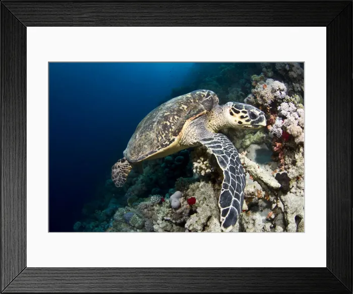 Framed Print : Hawksbill Turtle - Red Sea Framed Print : Hawksbill Turtle - Red Sea