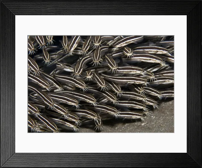 Framed Print : Striped Catfish - Red Sea Framed Print : Striped Catfish - Red Sea