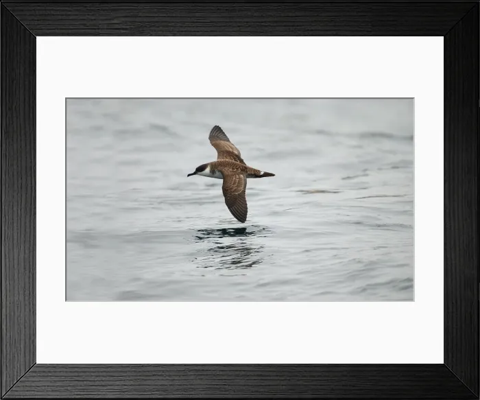 Framed Print : Great Shearwater RES 272 In flight over water Puffinus gravis © George Reszeter / ardea. com Framed Print : Great Shearwater RES 272 In flight over water Puffinus gravis © George Reszeter / ardea. com