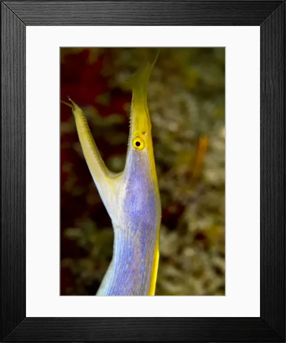 Framed Print : Blue Ribbon Eel - Maldives Framed Print : Blue Ribbon Eel - Maldives