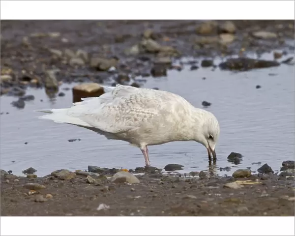 Iceland Gull - 2nd winter drinking from pool - vagrant - Lowestoft - Suffolk - February