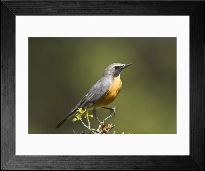 Framed Print : White-throated Robin - adult male - Korkitelli Hills - Southern Turkey - May Framed Print : White-throated Robin - adult male - Korkitelli Hills - Southern Turkey - May