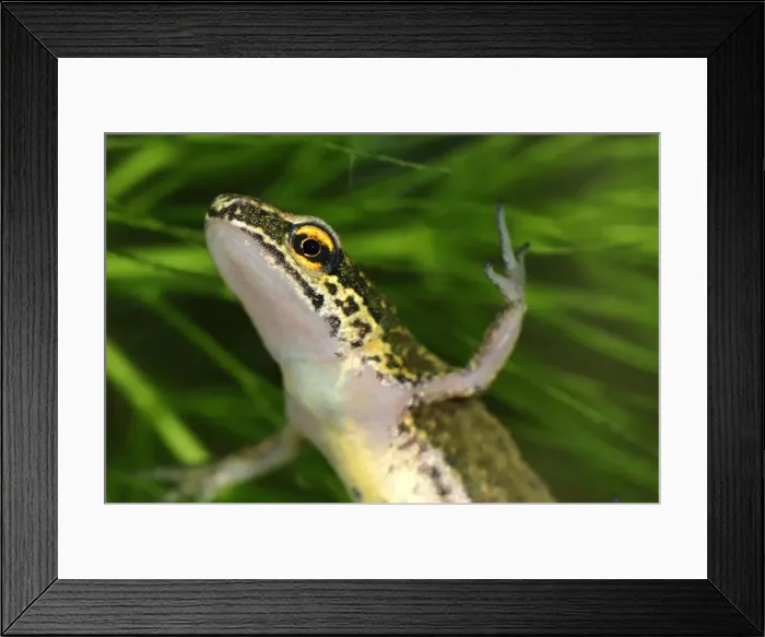 Framed Print : Palmate Newt - Switzerland Framed Print : Palmate Newt - Switzerland