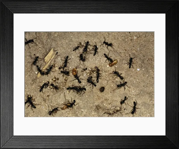 Framed Print : Matabele Ants - raiding Termite nest Framed Print : Matabele Ants - raiding Termite nest