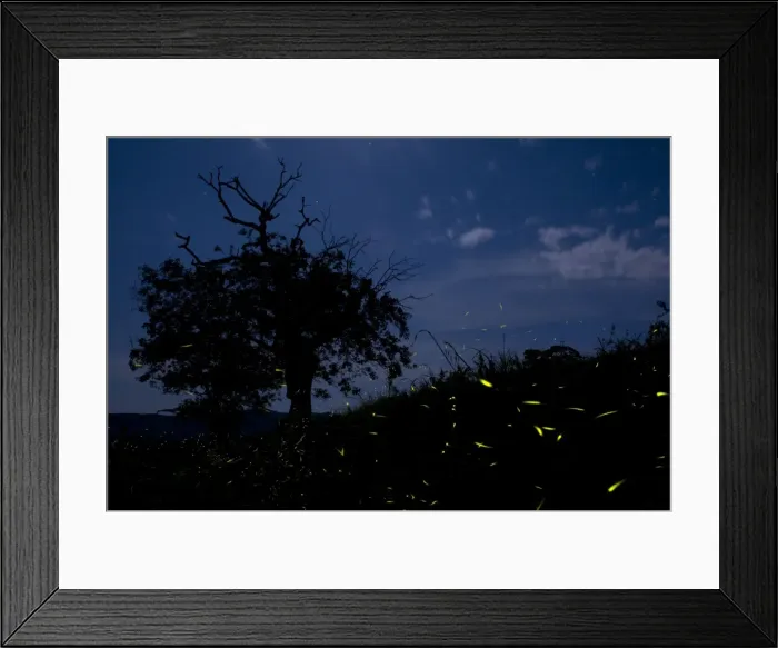 Framed Print : Fireflies - The flight of male Fireflies during a summer night - Italy Framed Print : Fireflies - The flight of male Fireflies during a summer night - Italy