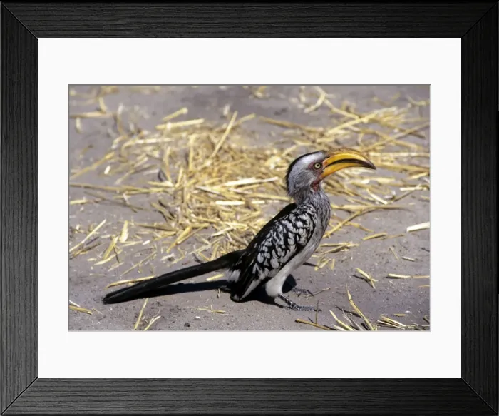 Framed Print : Yellow-billed Hornbill Framed Print : Yellow-billed Hornbill