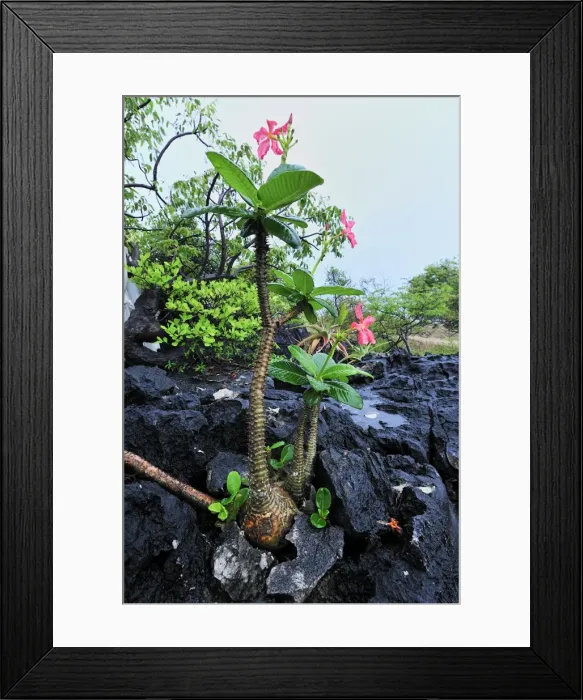 Framed Print : Succulent Spine-bearing Tree - Montagne des Francais Reserve - Antsiranana - Northern Madagascar Framed Print : Succulent Spine-bearing Tree - Montagne des Francais Reserve - Antsiranana - Northern Madagascar