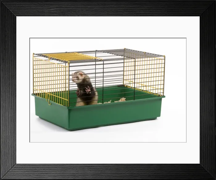 Framed Print : Ferret - in cage - in studio Framed Print : Ferret - in cage - in studio