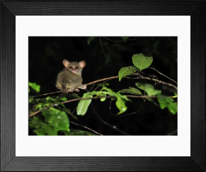 Framed Print : Spectral Tarsier - Tangkoko Nature Reserve - North Sulawesi - Indonesia Framed Print : Spectral Tarsier - Tangkoko Nature Reserve - North Sulawesi - Indonesia
