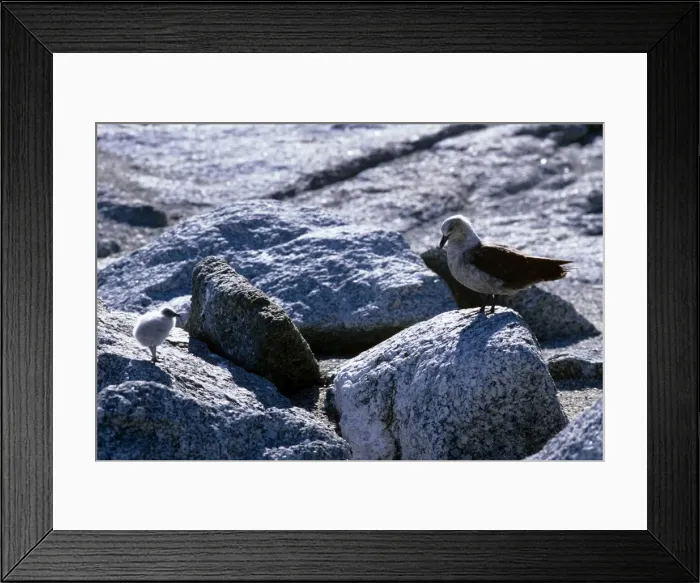 Framed Print : South Polar Skua - adult with 2-3 day old chick Framed Print : South Polar Skua - adult with 2-3 day old chick