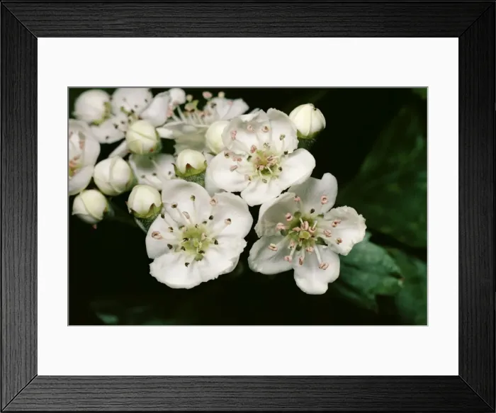Framed Print : Hawthorn. PM-4344. HAWTHORN. Crataegus monogyna. Pat Morris. Framed Print : Hawthorn. PM-4344. HAWTHORN. Crataegus monogyna. Pat Morris.