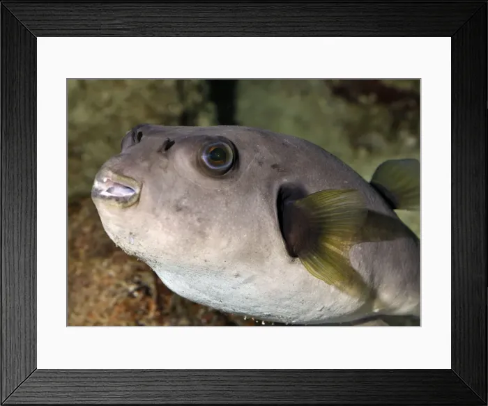 Framed Print : Black Spotted Puffer, coastal reefs and shallow waters, Indo-Pacific Framed Print : Black Spotted Puffer, coastal reefs and shallow waters, Indo-Pacific