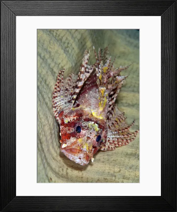 Framed Print : Shortfin Lionfish - inside of sponge - Indonesia