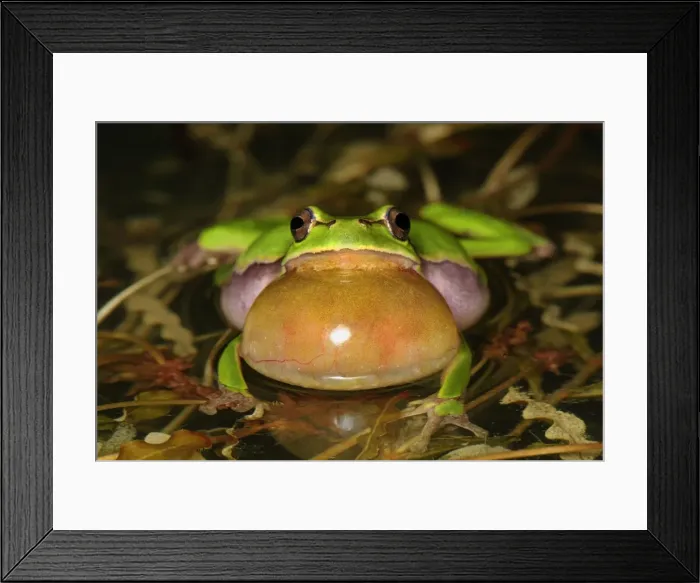 Framed Print : European Treefrog - calling - Switzerland Framed Print : European Treefrog - calling - Switzerland