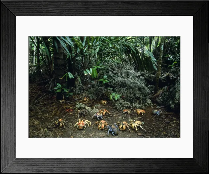 Framed Print : Robber Crab / Coconut Crab - Christmas Island, Indian Ocean (Australia) Framed Print : Robber Crab / Coconut Crab - Christmas Island, Indian Ocean (Australia)