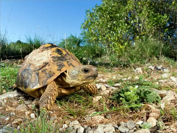 Hermann's Tortoise - in habitat - Tuscany - Italy