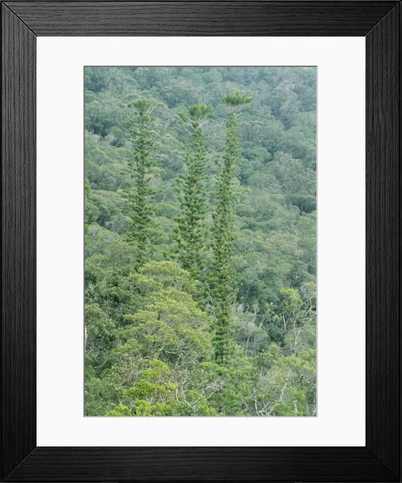 Framed Print : New Caledonian Pine Tree - Mount Dzumac - New Caledonia Framed Print : New Caledonian Pine Tree - Mount Dzumac - New Caledonia