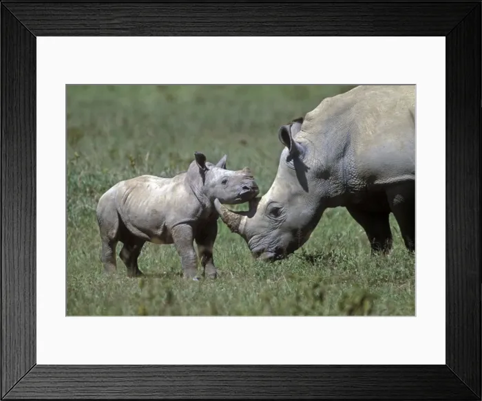Framed Print : White Rhinoceros - adult and young Framed Print : White Rhinoceros - adult and young