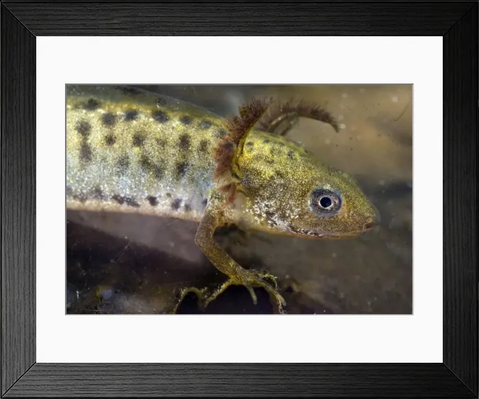 Framed Print : Italian Crested Newt - tadpole - Italy Framed Print : Italian Crested Newt - tadpole - Italy