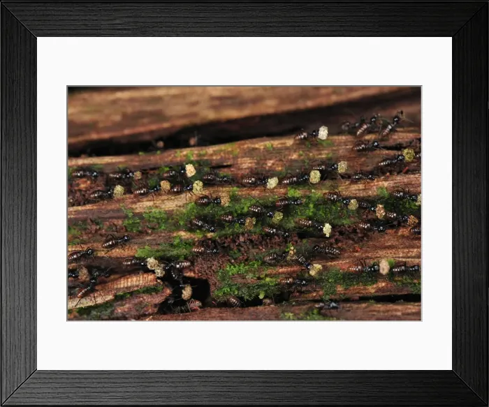 Framed Print : Termites - carrying food. Tanjung Puting National Park - Kalimantan - Borneo - Indonesia Framed Print : Termites - carrying food. Tanjung Puting National Park - Kalimantan - Borneo - Indonesia
