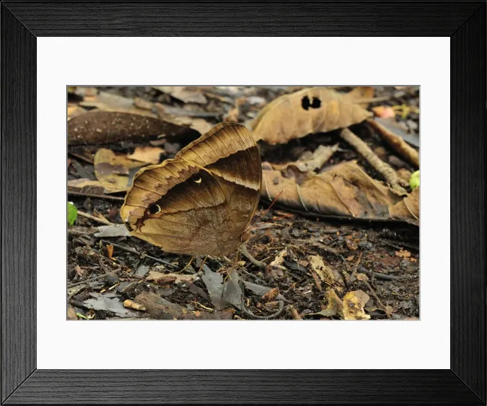 Framed Print : Gunung Leuser National Park - Bukit Lawang - Northern Sumatra - Indonesia Framed Print : Gunung Leuser National Park - Bukit Lawang - Northern Sumatra - Indonesia