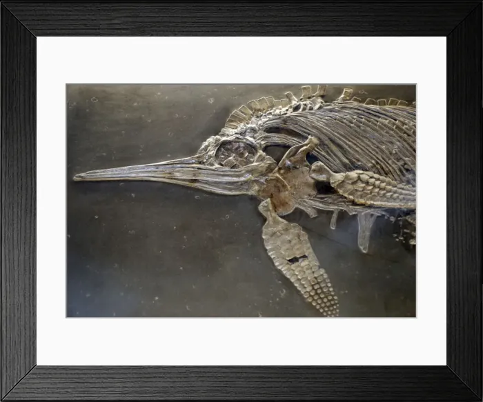 Framed Print : Ictrhyosaur, fossil reptile, Jurassic Framed Print : Ictrhyosaur, fossil reptile, Jurassic
