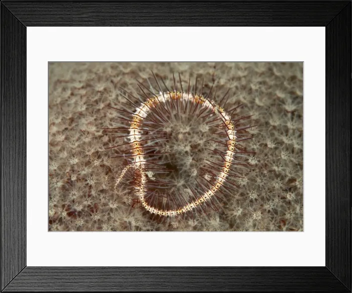 Framed Print : Brittle Star - Indonesia Framed Print : Brittle Star - Indonesia