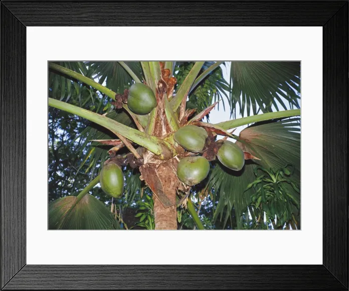 Framed Print : Coco-de-mer PS 5875 Female fruits, Vallee de Mai, Praslin, Seychelles. © Peter Steyn / ardea. com Framed Print : Coco-de-mer PS 5875 Female fruits, Vallee de Mai, Praslin, Seychelles. © Peter Steyn / ardea. com